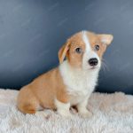 Corgi Trắng Vàng