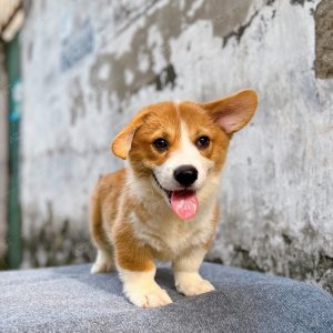 Corgi Trắng Vàng