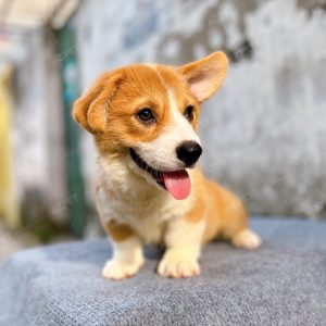 Corgi Trắng Vàng