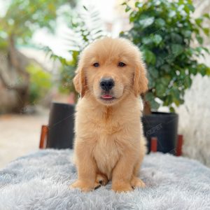 Golden Vàng