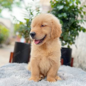 Golden Vàng