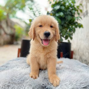 Golden Vàng