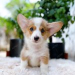 Corgi Trắng Vàng