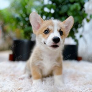 Corgi Trắng Vàng