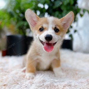 Corgi Trắng Vàng