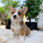 Corgi Trắng Vàng