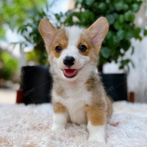 Corgi Trắng Vàng
