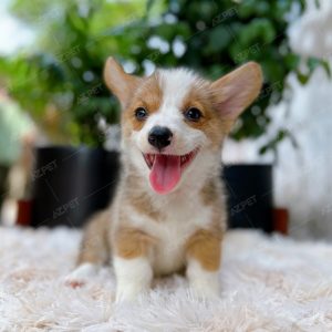 Corgi Trắng Vàng