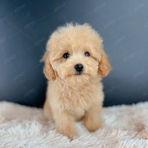 Poodle Toy Vàng Mơ