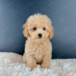Poodle Toy Vàng Mơ
