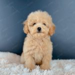 Poodle Toy Vàng Mơ