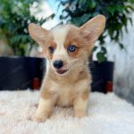 Corgi Trắng Vàng