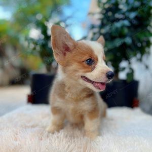 Corgi Trắng Vàng