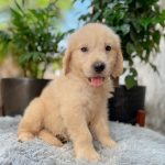 Golden Vàng