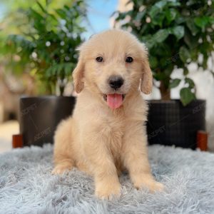 Golden Vàng