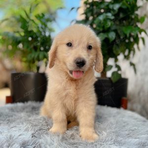 Golden Vàng