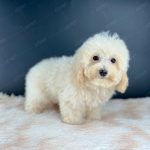 Poodle Toy Kem
