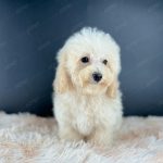 Poodle Toy Kem