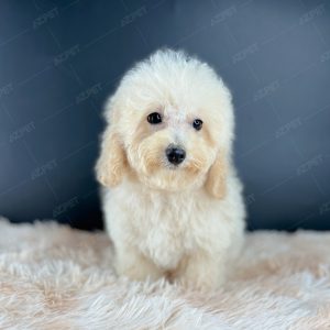 Poodle Toy Kem