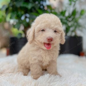 Poodle Toy Kem