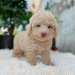 Poodle Toy Kem