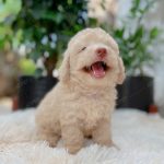 Poodle Toy Kem
