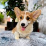 Corgi Trắng Vàng