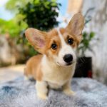 Corgi Trắng Vàng