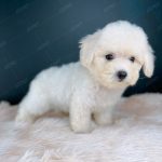 Poodle Toy Trắng