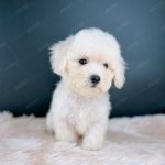 Poodle Toy Trắng