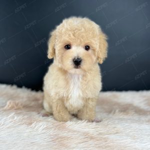 Poodle Toy Kem
