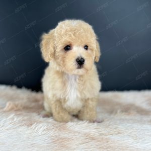 Poodle Toy Kem