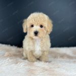 Poodle Toy Kem