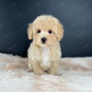 Poodle Toy Kem