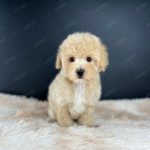 Poodle Toy Kem