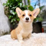 Corgi Trắng Vàng