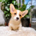 Corgi Trắng Vàng