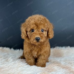 Poodle Toy Nâu Đỏ
