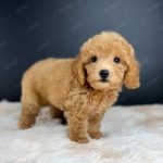Poodle Toy Nâu Đỏ
