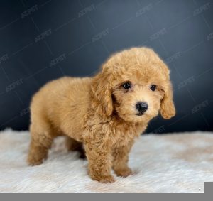 Poodle Toy Nâu Đỏ