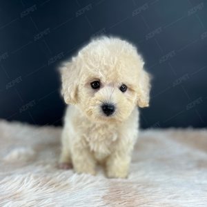 Poodle Toy Kem