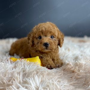 Poodle Toy Nâu Đỏ