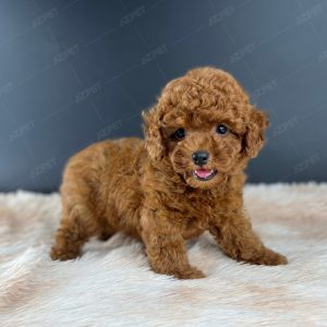 Poodle Toy Nâu Đỏ