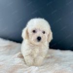 Poodle Toy Kem