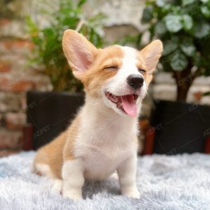 Corgi Trắng Vàng