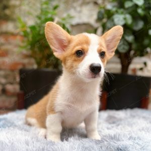 Corgi Trắng Vàng