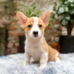 Corgi Trắng Vàng
