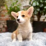 Corgi Trắng Vàng