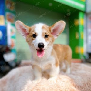 Corgi Trắng Vàng
