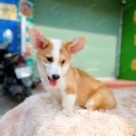 Corgi Trắng Vàng